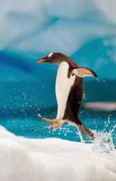 企鹅|可爱企鹅动物高清手机壁纸