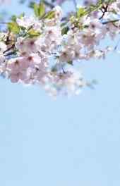 桃花|唯美蓝色白色桃花花卉植物手机壁纸