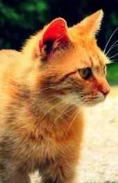 小猫|黄色小猫动物高清手机壁纸
