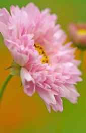 菊花|粉菊花植物图片安卓高清手机壁纸