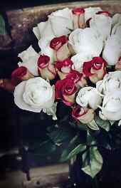 玫瑰|白红色花束
