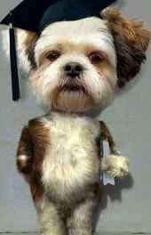 超级可爱博士狗动物手机壁纸