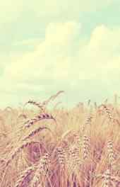 丰收|丰收的小麦