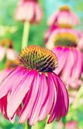 花卉|紫色雏菊唯美植物高清手机壁纸