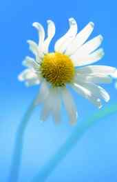 花卉|白色菊花花