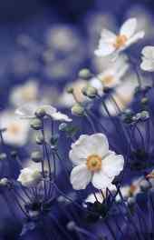 花卉|紫色白色花朵摄影植物高清手机壁纸