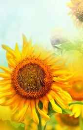 向日葵|黄色向日葵植物花朵手机高清壁纸