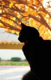 猫咪|黑色喵星人图片高清手机壁纸