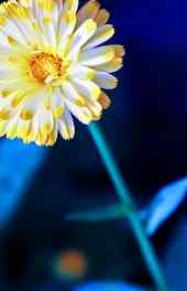 花卉|蓝色唯美花朵植物图片高清手机壁纸