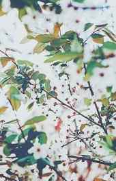 花卉|白色桃花唯美植物可爱高清手机壁纸