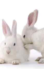 两只小白兔高清手机壁纸