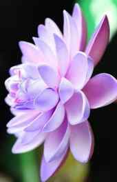 花卉|紫色兰花微观世界手机壁纸