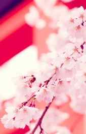 樱花|樱花高清手机壁纸