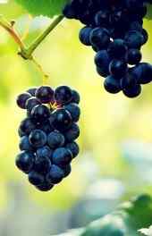 非主流|黑色葡萄