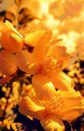 花朵|精美黄色花朵高清手机壁纸
