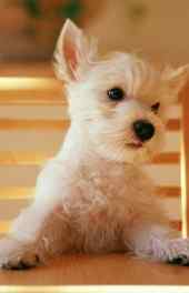 白狗|可爱小白狗动物手机壁纸
