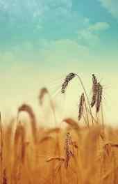 麦穗|麦穗植物高清手机壁纸