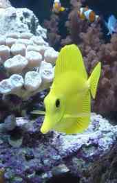 海底世界黄鱼高清手机壁纸