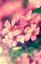 花卉|粉色花朵植物图片可爱手机壁纸