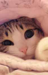 可爱|可爱萌猫动物大眼睛手机壁纸
