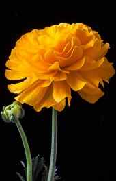 菊花|黄色菊花盛开花朵摄影手机高清壁纸