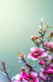 植物|粉红色花朵植物高清手机壁纸