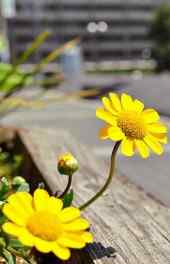 菊花|花坛黄色雏菊植物小清新高清手机壁纸