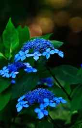 花卉|蓝色鲜艳花朵微观小清新高清手机壁纸