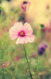 花卉|唯美梦幻粉红色花卉植物手机壁纸
