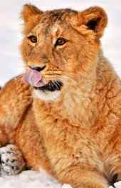 雪中舔舌狮子动物手机壁纸