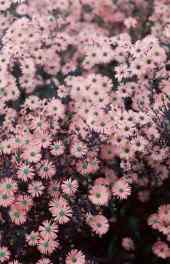 花卉|花朵图片摄影小清新高清手机壁纸