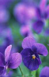 绿叶|紫色郁金香图片高清手机壁纸