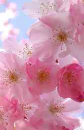 桃花|粉色桃花唯美摄影高清手机壁纸