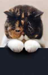 小猫|疲倦小猫动物高清手机壁纸图片