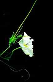 花卉|唯美白色花儿植物高清手机壁纸壁纸