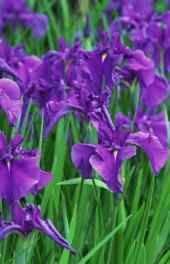 唯美|紫色清新花