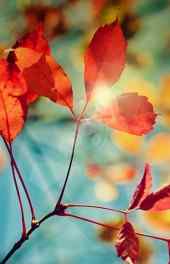 红色树叶阳光照射高清手机壁纸