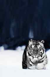 动物|冷酷白老虎高清手机壁纸