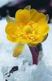 花卉|冰凌花冬季的美丽植物手机高清图片