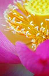 莲花|粉色莲花花朵植物可爱手机壁纸