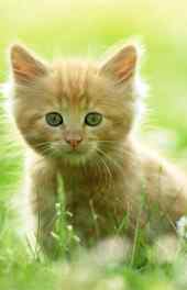 草地里面可爱小猫高清手机壁纸