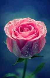 玫瑰|粉玫瑰植物图片精美高清手机壁纸