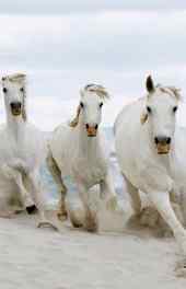 白马|精美白马动物高清手机壁纸