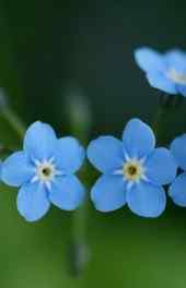 蓝色小花朵高清手
