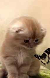 小猫|小猫戏蝶动物高清手机壁纸