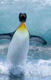可爱水中嬉戏企鹅高清手机壁纸