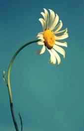 植物|雏菊花可爱手机壁纸