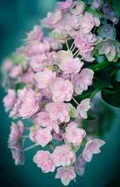 花卉|粉色唯美花卉植物高清手机壁纸大全