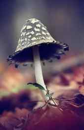 蘑菇图片|蘑菇图片植物小清新高清手机壁纸
