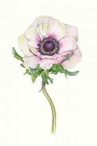 美丽花朵手绘创意iPhone高清手机壁纸下载
